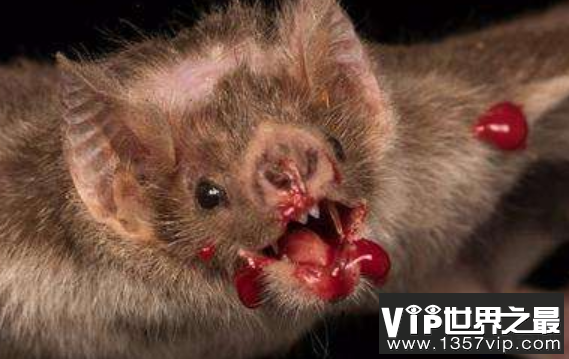 吸血蝙蝠为什么被称为世界上最恐怖的蝙蝠