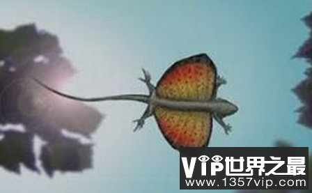 世界上飞翔的蜥蜴可以在翅膀的帮助下滑翔