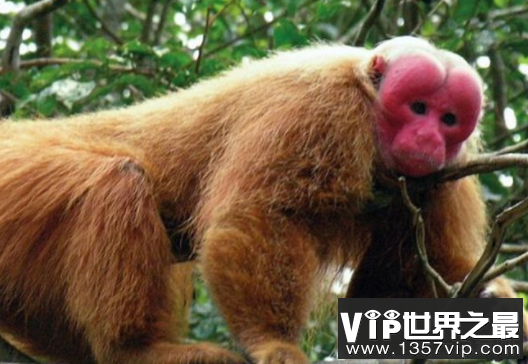 世界上最丑的猴子秃顶猴子脸上没有毛