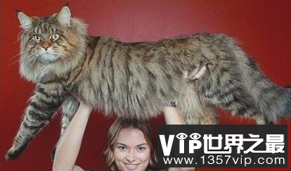 世界上最长的猫长1.23米