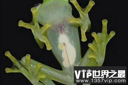 世界上最不隐私的青蛙可以清楚地看到腹部透明的