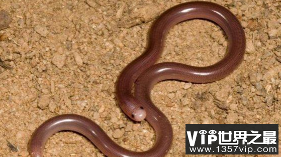 世界上最小的蛇盲蛇长不到两分米，非常类似于蚯蚓