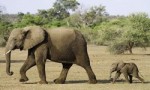 世界十大最危险的狩猎动物 非洲草原象排名第一