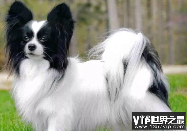 蝴蝶犬