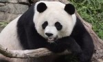 世界十大濒危动物 大熊猫和老虎上榜