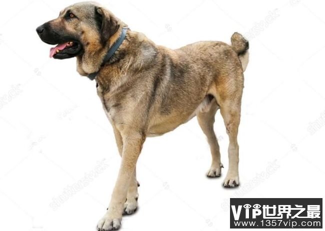 纽芬兰犬