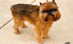 世界上最小的狗TOP10 每一种都非常萌