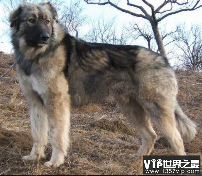喀尔巴阡牧羊犬