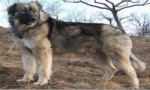 世界十大猛犬 排行第八的都可以与狮子搏斗