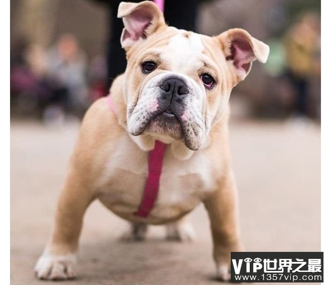  斗牛犬