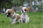 世界上最小的狗排行榜 超小型犬吉娃娃体重只有1千克