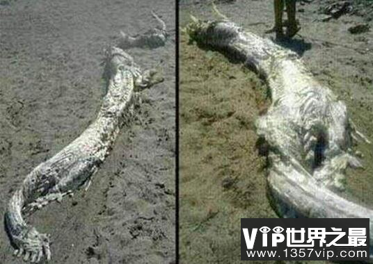 九八年洪水洞庭湖龙尸现身