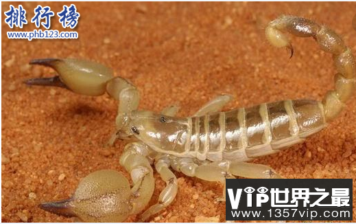世界十大毒虫排行榜：第二种咬伤3万人造成经济损失近10亿