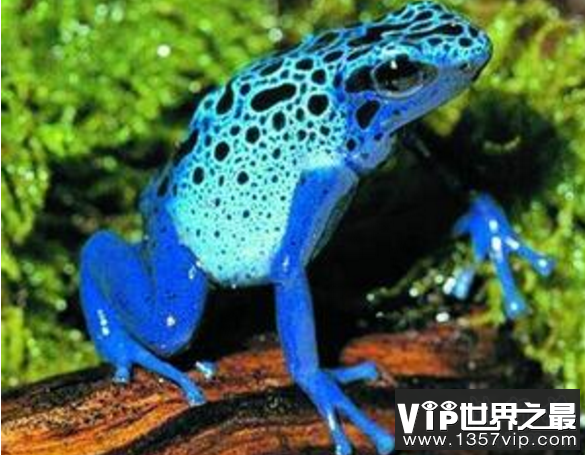 世界十大毒王动物：分分钟毒死你
