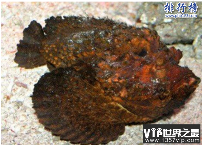 世界十大毒王动物：分分钟毒死你