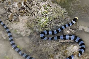 海洋十大毒物排行榜,这些深海最毒生物你都见过吗？