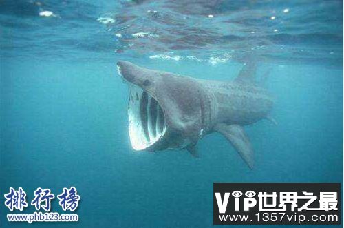 盘点怀孕时间最长的十种动物，姥鲨孕期长达三年！