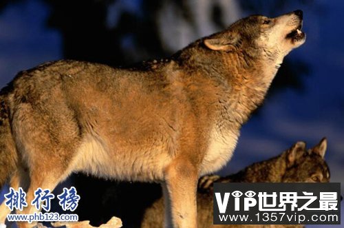 盘点十种陆地速度最快的动物，猎豹第一时速可达125公里