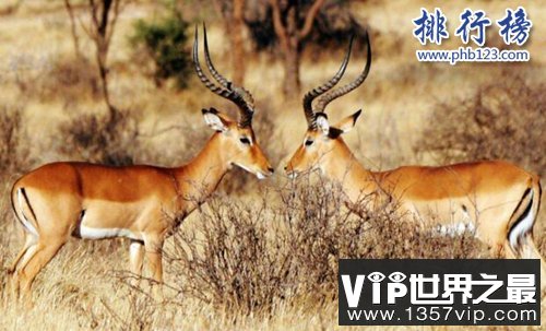 盘点十种陆地速度最快的动物，猎豹第一时速可达125公里
