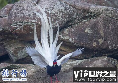 世界上十种最特别的鸟类，最后一个活体表情包