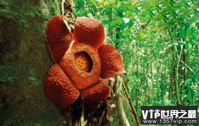 食人花