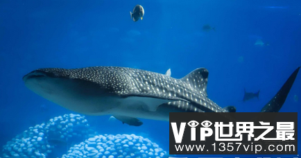 世界上最大的鲸鲨表面是凶猛