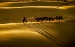 什么鬼魅传说是什么歌 沙漠骆驼刷爆朋友圈