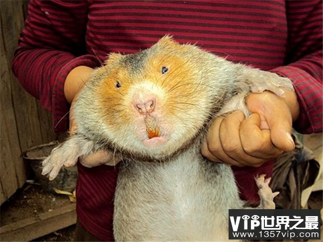 卖竹鼠是什么梗