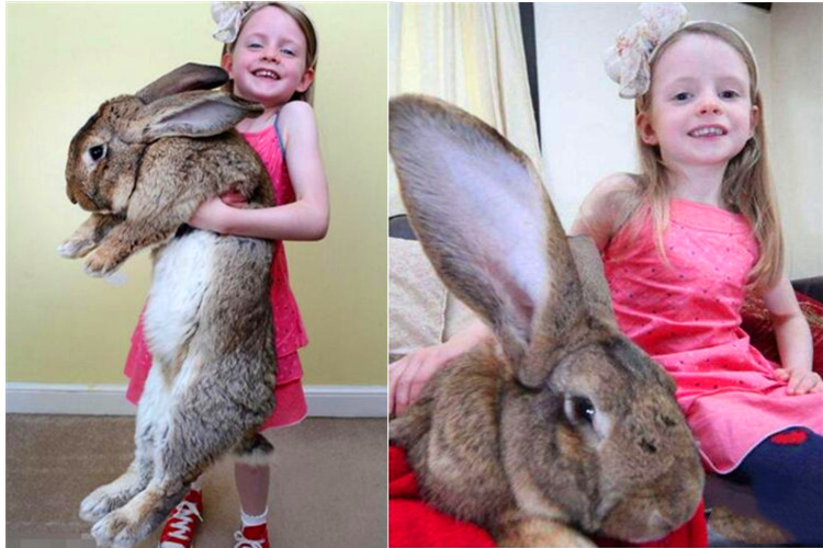 世界上最大的兔子大流士，体长1.22米(世界最重的兔子体重90斤)