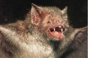 世界上最凶猛的蝙蝠，猪脸大蝙蝠嗜血食肉凶猛又罕见
