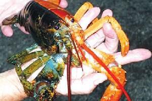 世界上最罕见的龙虾，双色龙虾(出现概率为五千万分之一)