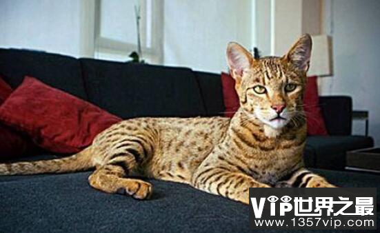 世界上最贵的猫咪：17万一只的阿什拉猫