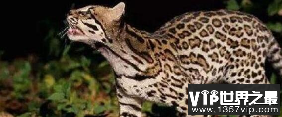 世界上最贵的猫咪：17万一只的阿什拉猫