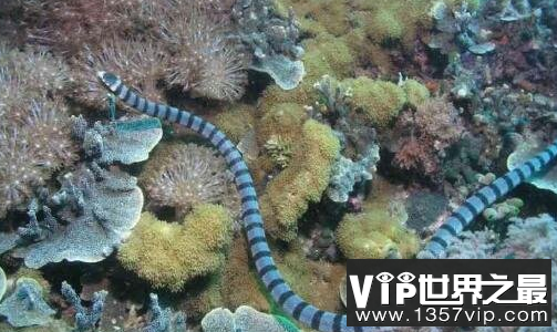 世界最毒的海蛇——贝尔彻海蛇