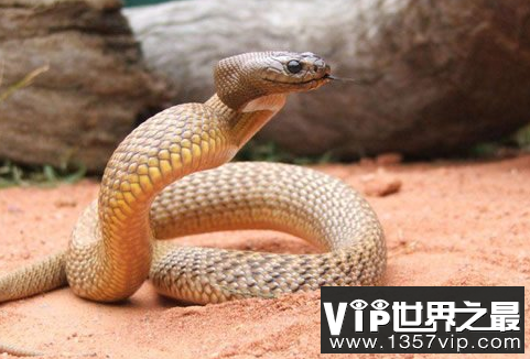 世界上陆地最毒的蛇——细鳞太攀蛇