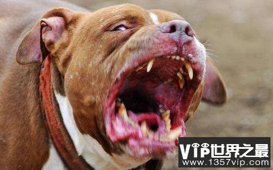 世界上最恐怖的狗——比特犬