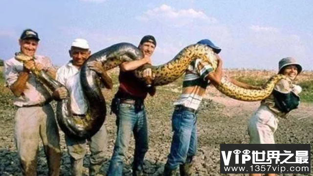 世界最大的蛇王——亚马逊森蚺