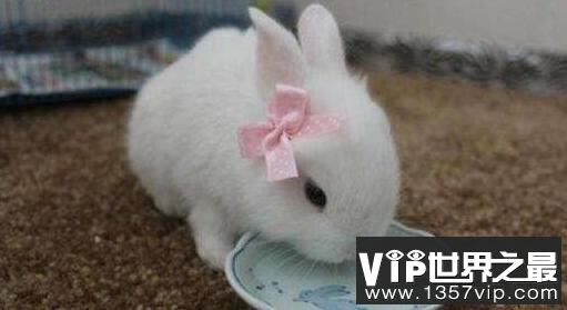 最受女性欢迎的宠物兔，兔中美人儿公主兔