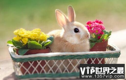 世界上最小的兔子，荷兰侏儒兔