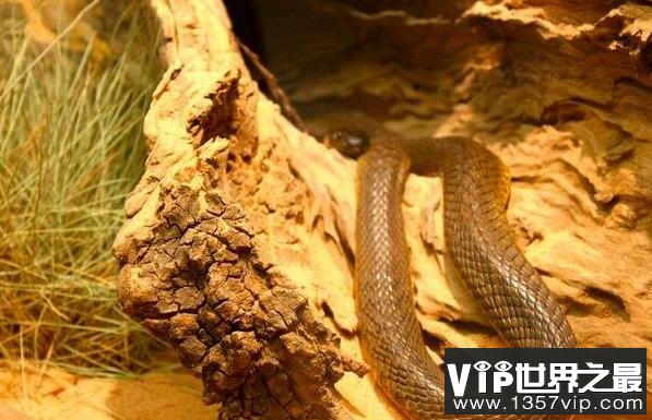 世界上最毒的陆栖蛇，内陆太攀蛇