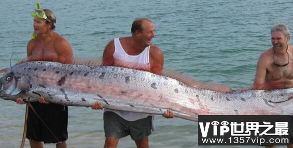 世界最长的鱼：龙王鱼,最长7.6米