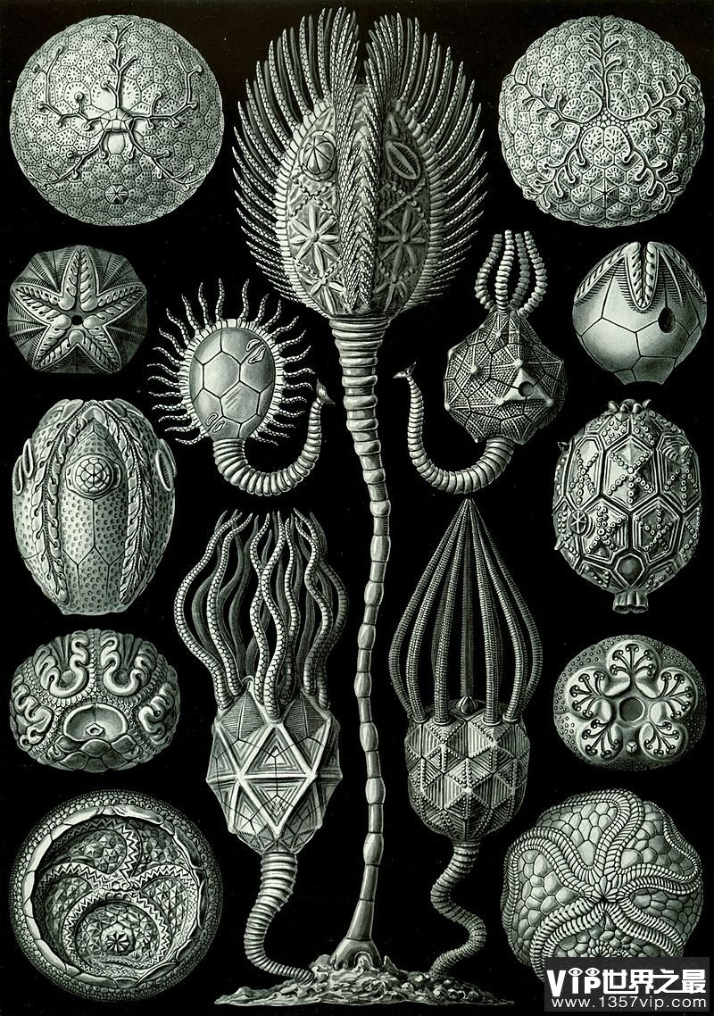 奥陶纪十大恐怖生物 揭秘奥陶纪生物大灭绝原因