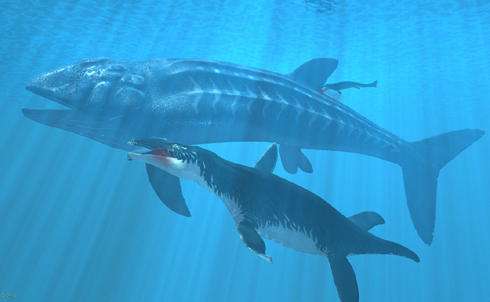 最大的硬骨鱼类：利兹鱼身长35米，体重如同三头非洲象