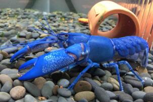 世界上最大的蓝魔虾:长30CM重500克,相当于3只小龙虾(图片)