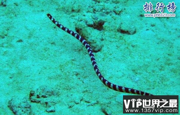 世界十大毒王排行榜 澳洲箱水母毒死人仅需30秒