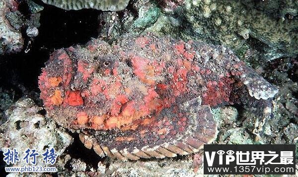 世界十大毒王排行榜 澳洲箱水母毒死人仅需30秒