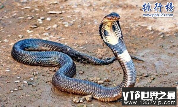 世界十大毒王排行榜 澳洲箱水母毒死人仅需30秒