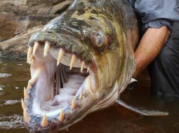 世界十大最凶猛淡水鱼，亚马逊鲇鱼能扯断承重400斤的鱼线