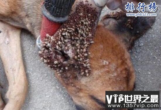 狗身上有蜱虫怎么办 蜱虫狗怎么治疗(内附图片恶心慎点)