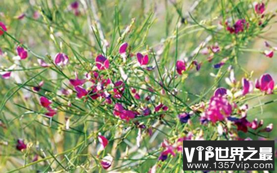 生长在沙漠的花：漂亮又迷人的花棒